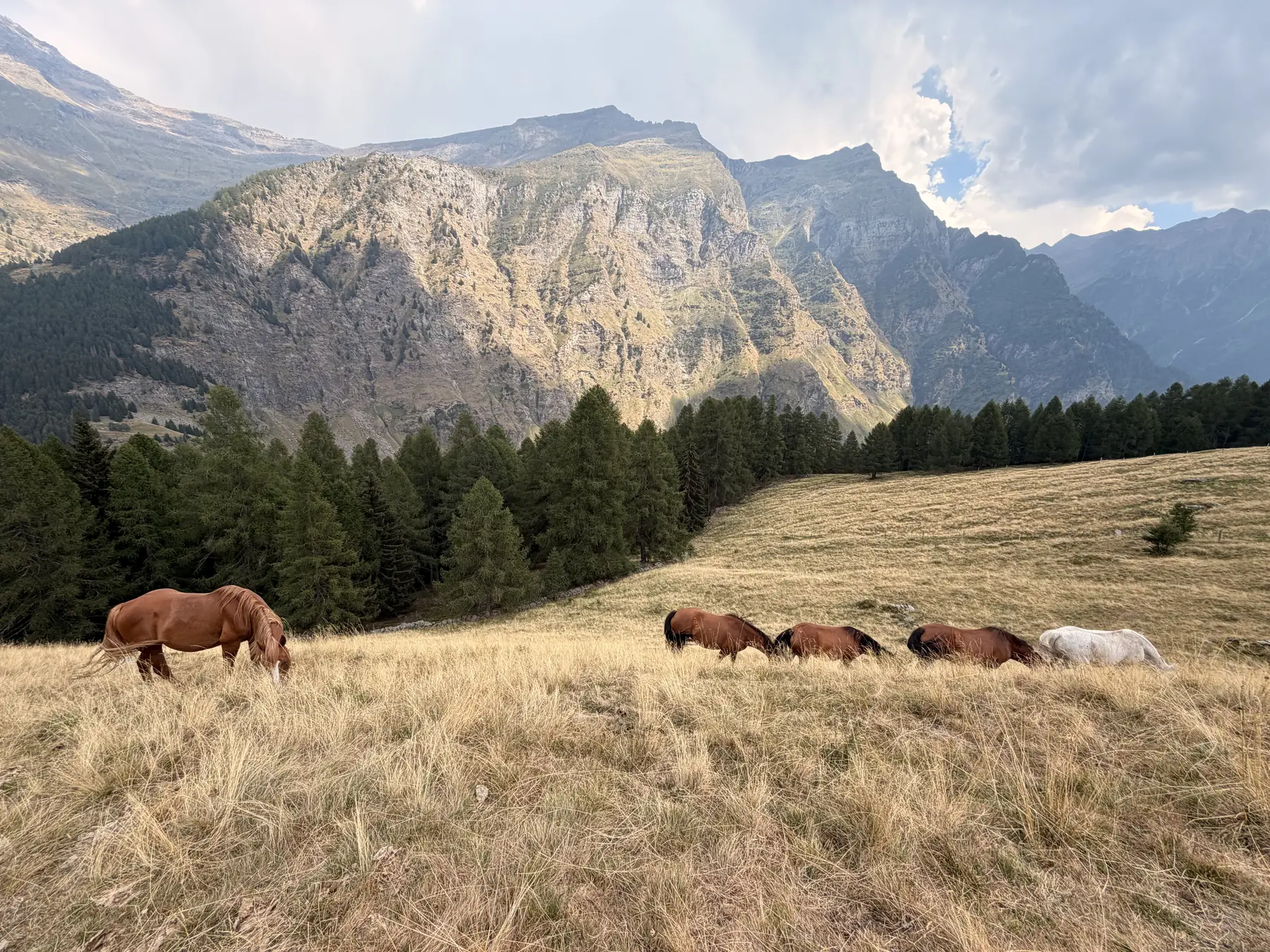 Cavalli al pascolo su un prato d'alpe secco, sotto una grande parete di roccia e un bosco di larici