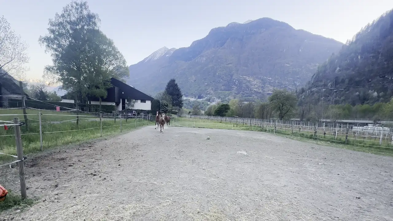 I cavalli attraversano il campo di Biasca con le montagne dietro