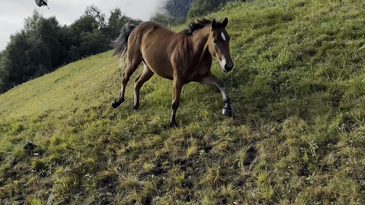 Un cavallo cammina verso l'obiettivo in un prato di montagna