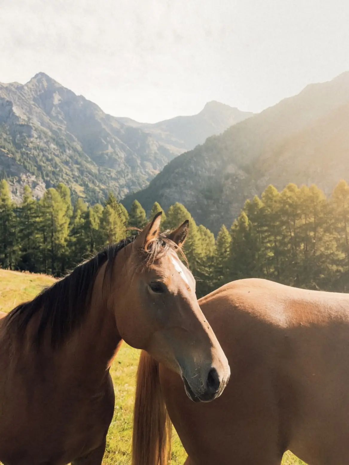 Merveille in un prato di montagna nella luce del pomeriggio