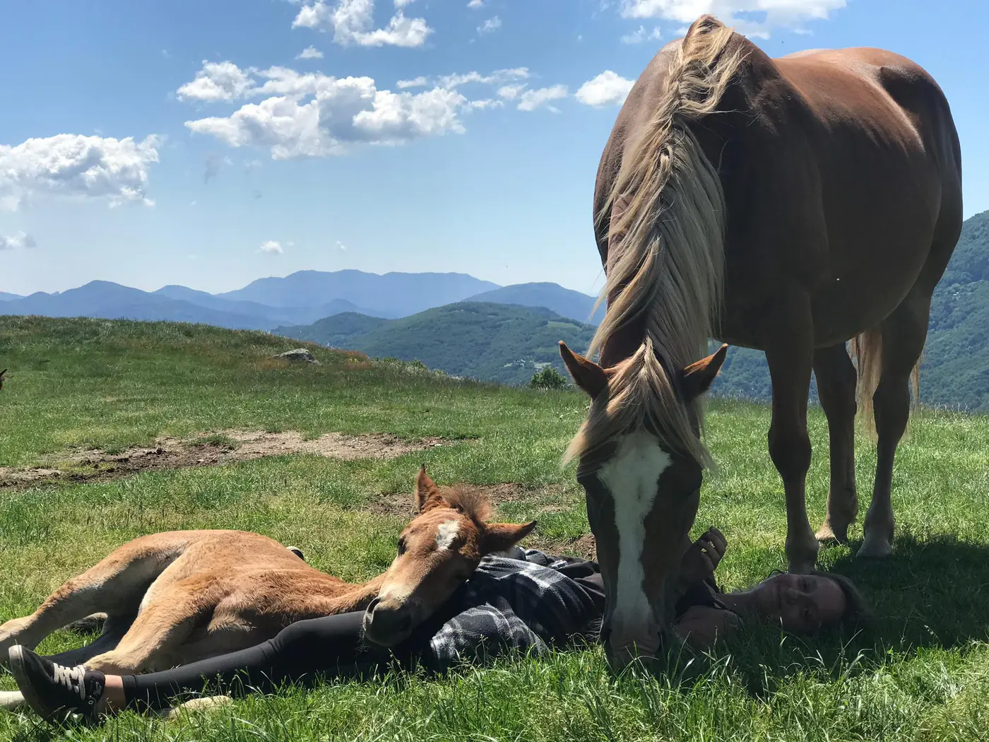 Alabama in piedi accanto alla puledra Merveille sdraiata nell'erba con Letizia, con le montagne dietro